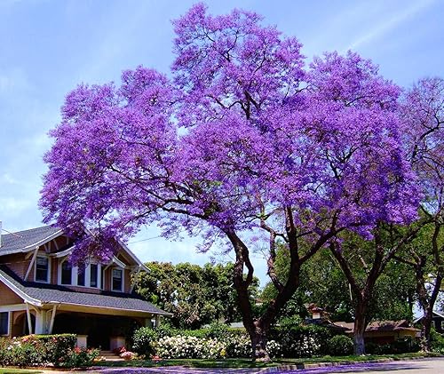 Bluebell Tree - Paulownia Tomentosa - 50 graines fraîches