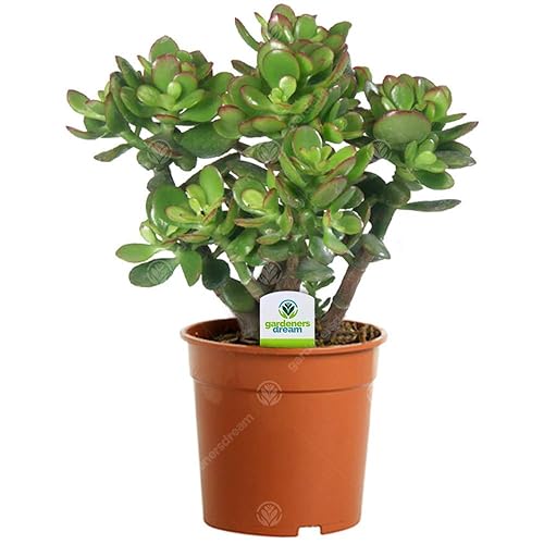 Arbre de Jade - Crassula Ovata - 1 Plante d'intérieur