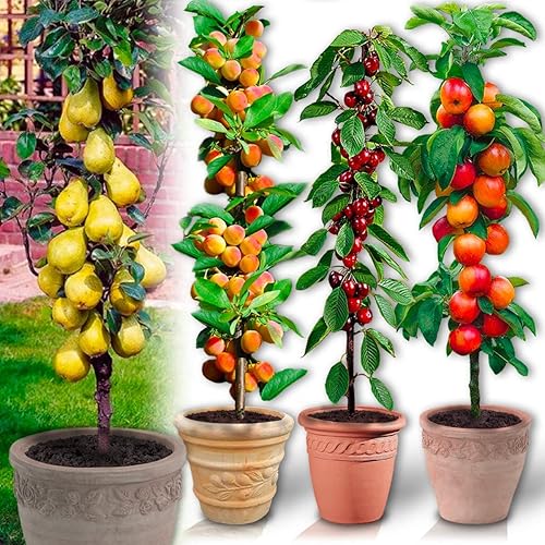 Arbres fruitiers Colonnaires - Lot de 4 arbres (cerisiers, pommiers,