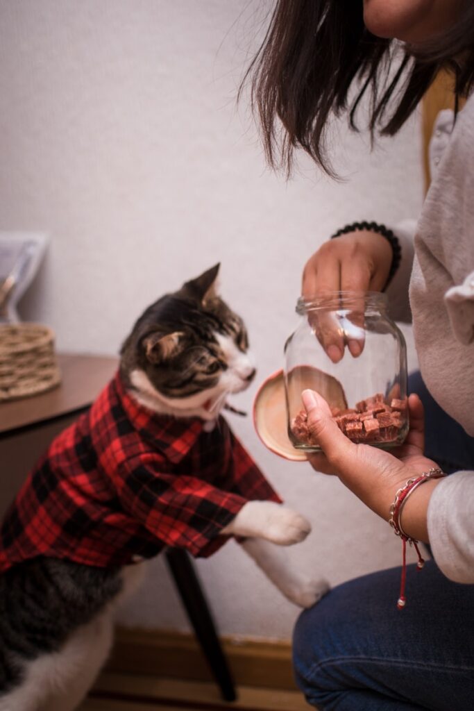 alimentation saine pour son chat